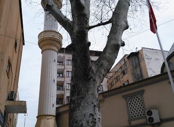 turkiye/trabzon/akcaabat/landmark/tarihi-cinar-agaci