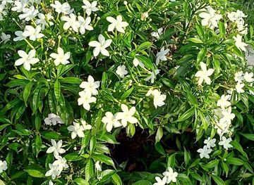 india/punjab/landmark/sangatpur-da-rasta