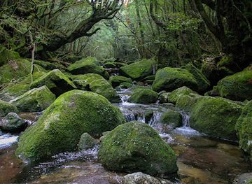 japan/yakushima/landmark/yakushima-island
