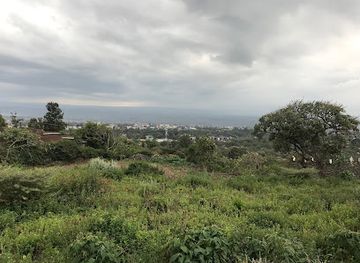 kenya/lake-nakuru-national-park/landmark/menengai-crater-forest