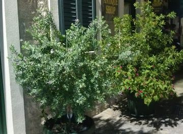 montenegro/herceg-novi/landmark/bellavista