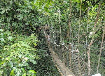 samoa/satupa-itea/landmark/falealupo-canopy-walkway