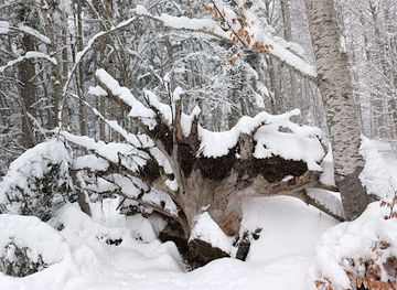 bulgaria/dobrinishte/landmark/ski-center-dobrinishte-rental-school