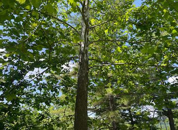 ohio/appalachian-ohio/landmark/apollo-14-moon-tree