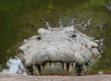 zambia/southern-province/landmark/livingstone-crocodile-park