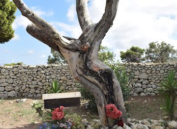malta/northern-harbour/landmark/jesus-tree