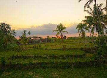 indonesia/ubud/landmark/petulu-heron-bird-colony-watch-point