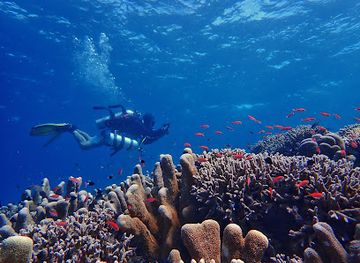 indonesia/pulau-bunaken/landmark/two-fish-divers-bunaken