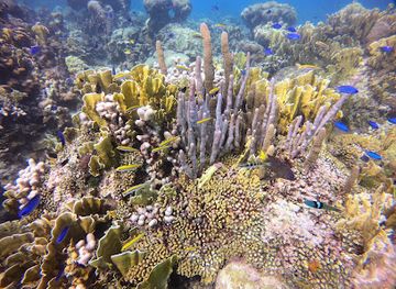 jamaica/runaway-bay-area/landmark/jewel-runaway-bay-reef