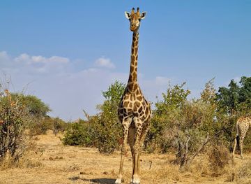 botswana/moremi-game-reserve/landmark/mashatu-game-reserve