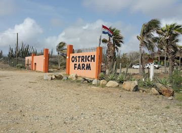 aruba/sero-blanco/landmark/aruba-ostrich-farm