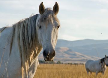 wyoming/fremont-county/landmark/wind-river-wild-horse-sanctuary