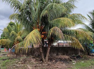 peru/madre-de-dios/landmark/puerto-carlos-inambari-madre-de-dios