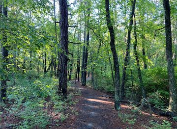delaware/blackbird-state-forest/landmark/cape-henlopen-state-park