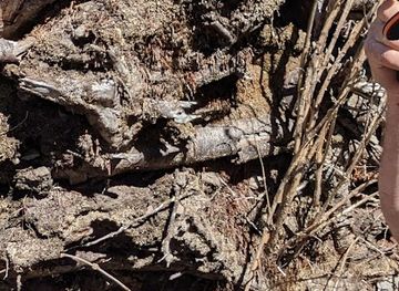 tennessee/appalachian-mountains/landmark/old-black