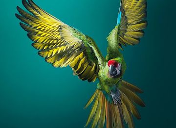 peru/moquegua/landmark/aviario-jekaluz-moquegua