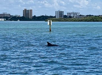 florida/clearwater/landmark/encounters-with-dolphins