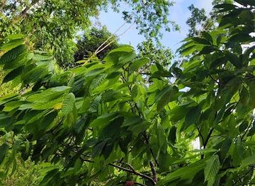 belize/toledo-district/landmark/the-chaos-oasis