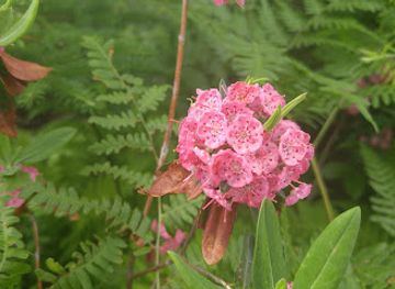 canada/cape-breton-island/landmark/goat-island