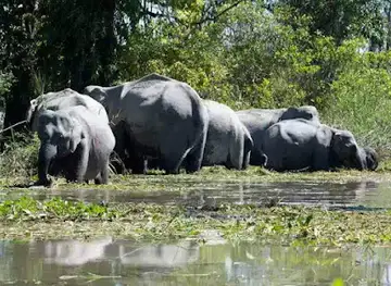 Dibru Saikhowa National Park