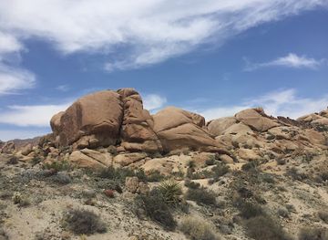 california/joshua-tree-national-park/landmark/cottonwood-spring