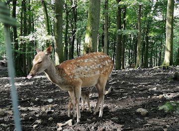 belgium/ardennes-mountains/landmark/le-parc-a-gibier-de-la-roche