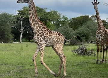 tanzania/southern-zone/landmark/nyerere-national-park-selous-game-reserve