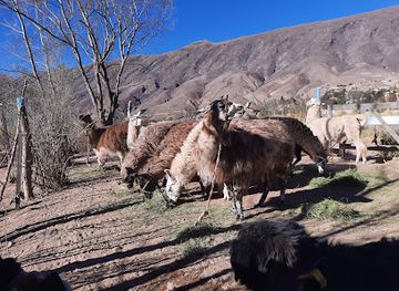 argentina/tilcara/landmark/caravana-de-llamas