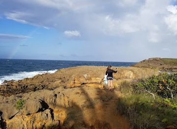 puerto-rico/dorado/landmark/bosque-de-pterocarpus-de-dorado