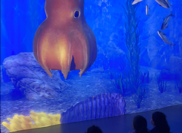 ireland/slea-head-drive/landmark/wave-dingle