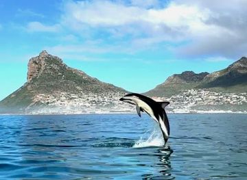 south-africa/cape-town/landmark/things-to-do-in-cape-town