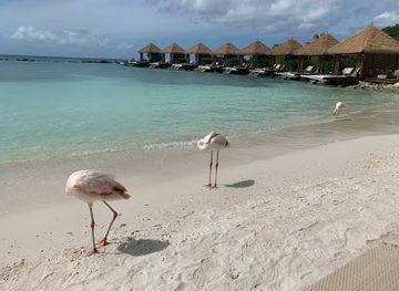 aruba/eagle-beach/landmark/renaissance-beach
