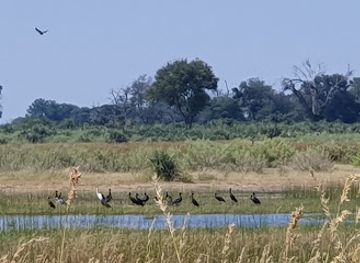 botswana/maun/landmark/okavango-kopano-mokoro-community-trust