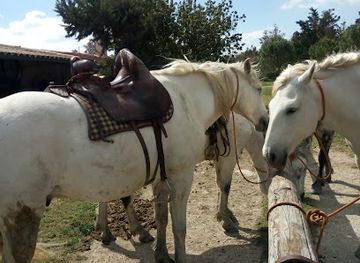 france/camargue/landmark/promenade-a-cheval-sheepfold-of-alivon-in-the-camargue