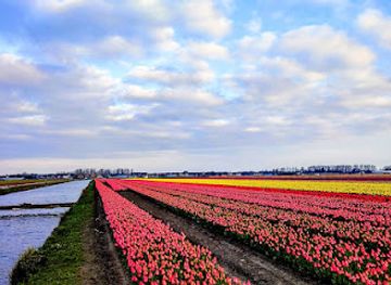 netherlands/ijsselmeer-polders/landmark/tulip-field