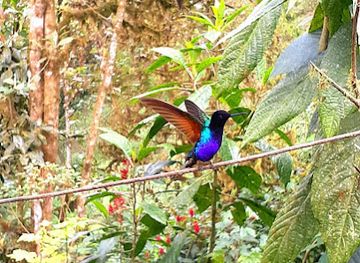 ecuador/mindo-cloud-forest/landmark/quinde-luna