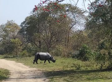 india/kaziranga-national-park/landmark/kohora-charli-central-view-point-kajiranga-national-park