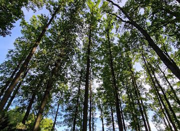 lithuania/aukstaitija-national-park/landmark/auksciausias-lietuvos-azuolas