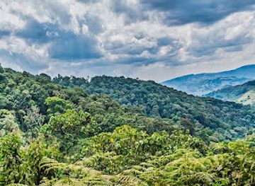 uganda/rwenzori-mountains-national-park/landmark/bwindi-impenetrable-forest