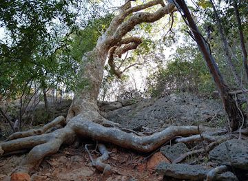 puerto-rico/guanica/landmark/guayacan-centenario
