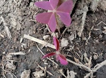 ecuador/ambato/landmark/tungurahua