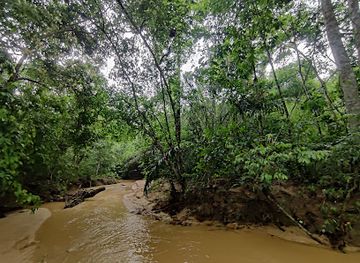 bangladesh/ratargul-swamp-forest/landmark/lawachara-national-park