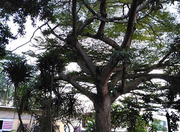 cameroon/coastal-region/landmark/musee-ethnographique-et-d-histoire-des-peuples-de-la-foret-d-afrique-centrale