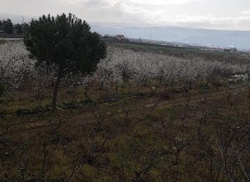 lebanon/zahle/landmark/choueiry-fruit-farm