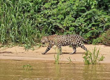 brazil/pantanal/landmark/north-pantanal