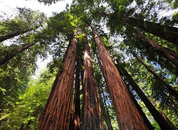 california/muir-woods-national-monument/landmark/muir-woods-shuttles-and-tours