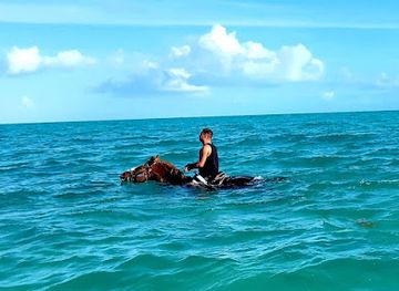 turks-and-caicos-islands/long-bay-beach/landmark/provo-ponies