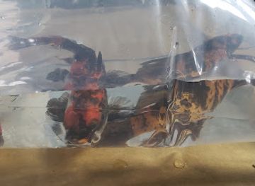 south-carolina/mauldin/landmark/happy-koi-of-greenville-llc