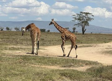 kenya/lake-nakuru-national-park/landmark/lake-nakuru-lanet-gate