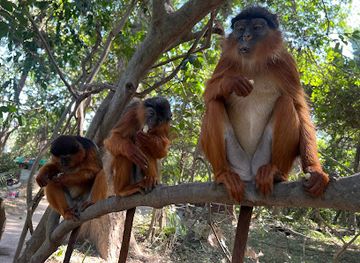 the-gambia/foni-bintang-karenai/landmark/monkey-forest